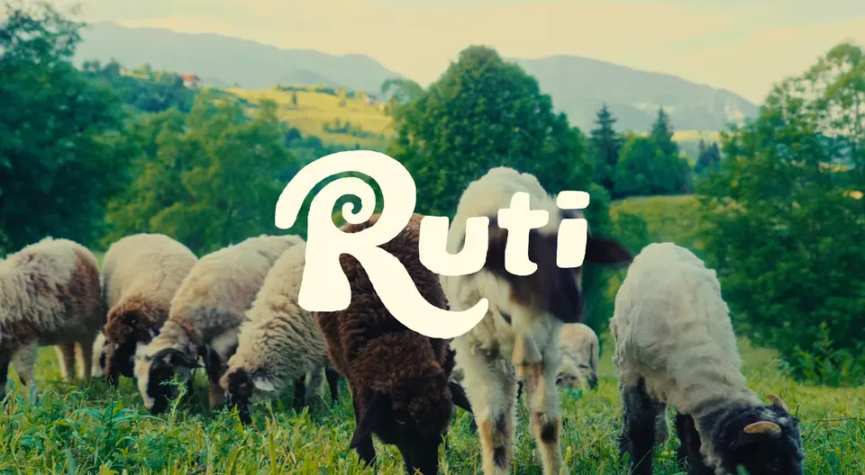 backdrop, the sheep
